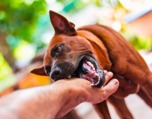 How to Choose the Right Attorney for Your North Carolina Dog Bite Case