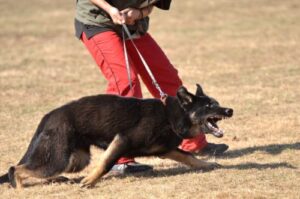 Common Injuries Caused by Dog Bites in Iredell County North Carolina