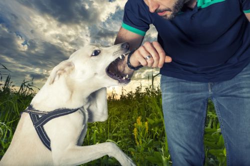Seeking Medical Treatment After a Dog Bite in Stallings North Carolina