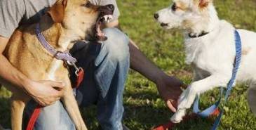 How to Prevent Dog Bites Tips for Mecklenburg County NC Residents