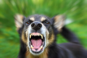 What to Do If Your Dog Has Been Involved in a Bite Incident in North Carolina