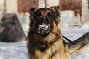 North Carolina Dog Bite Laws: Children as Victims and Defendants